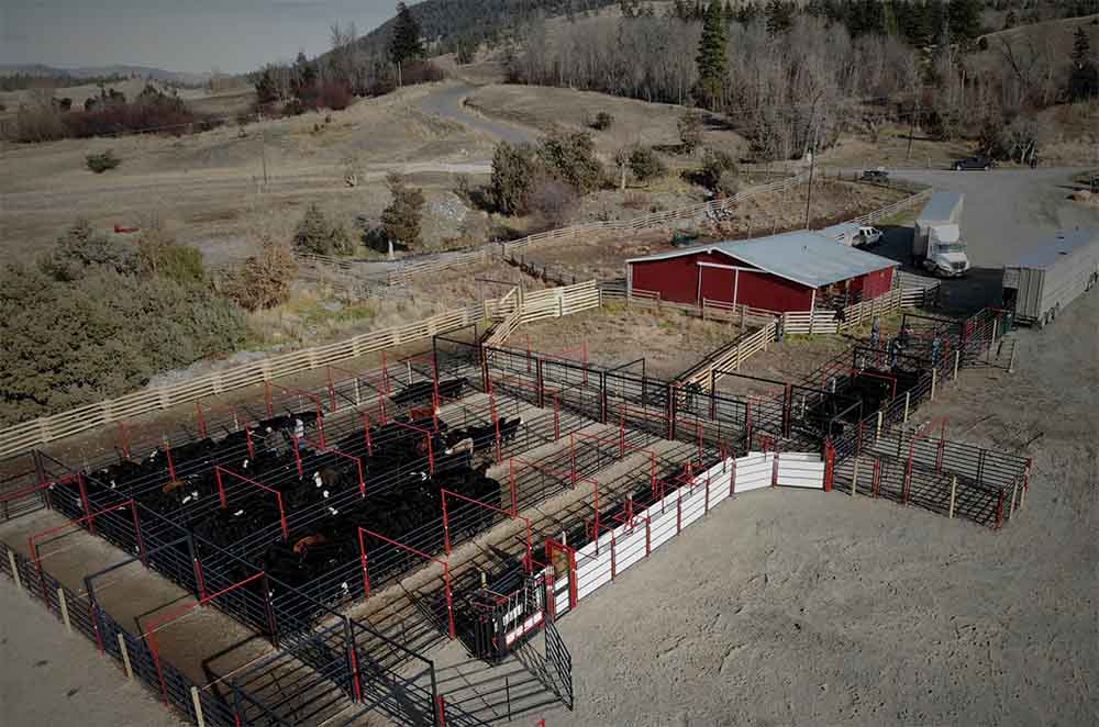 Livestock Handling Equipment
